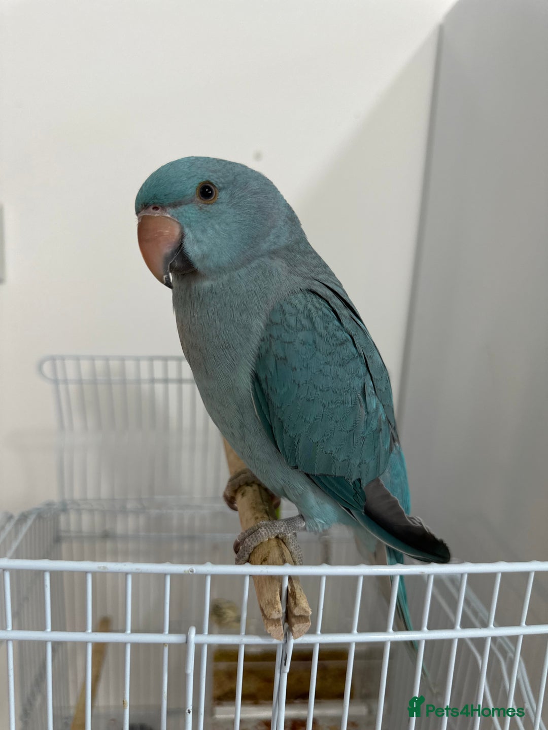 Ringnecks birds for sale: Hand-Reared Ringneck Rare & Extremely Friendly - Image 2