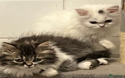 Turkish Angora cats for sale: Turkish Angora x Persian  - Image 2