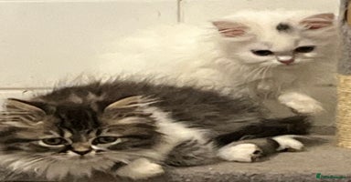 Turkish Angora cats - Advert 5