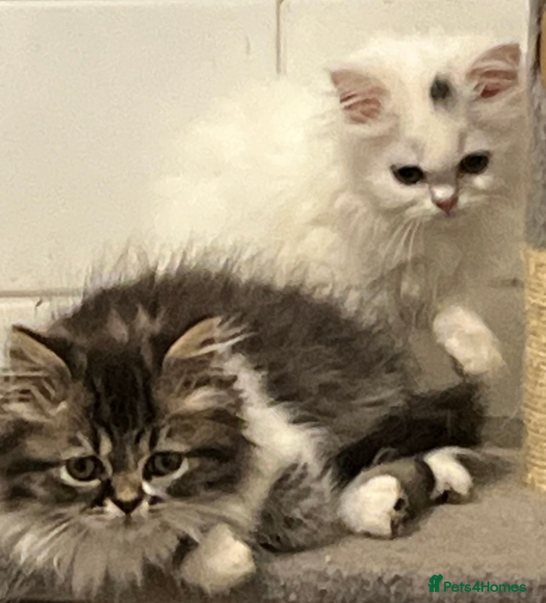 Turkish Angora cats for sale: Turkish Angora x Persian  - Image 2