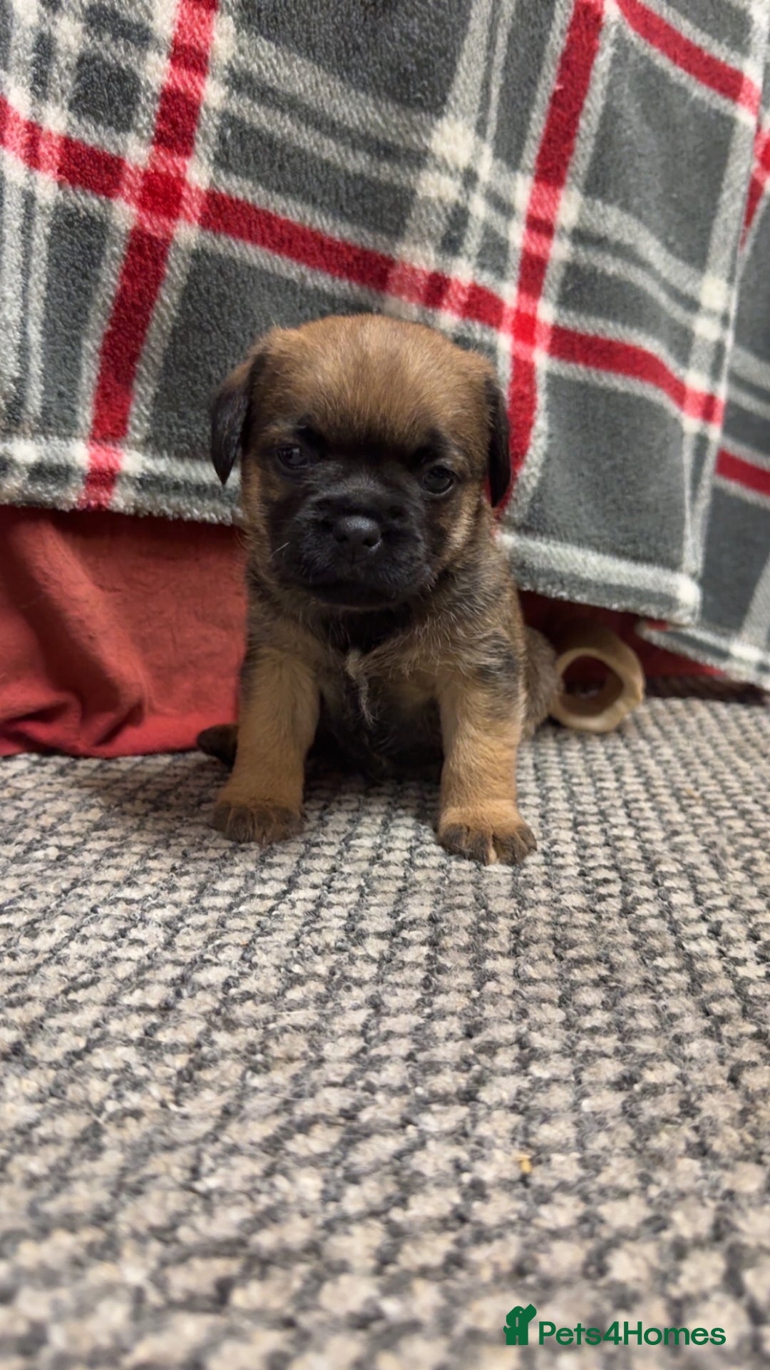 Border Terrier dogs for sale: KC Reg Border terrier pups - Advert 2