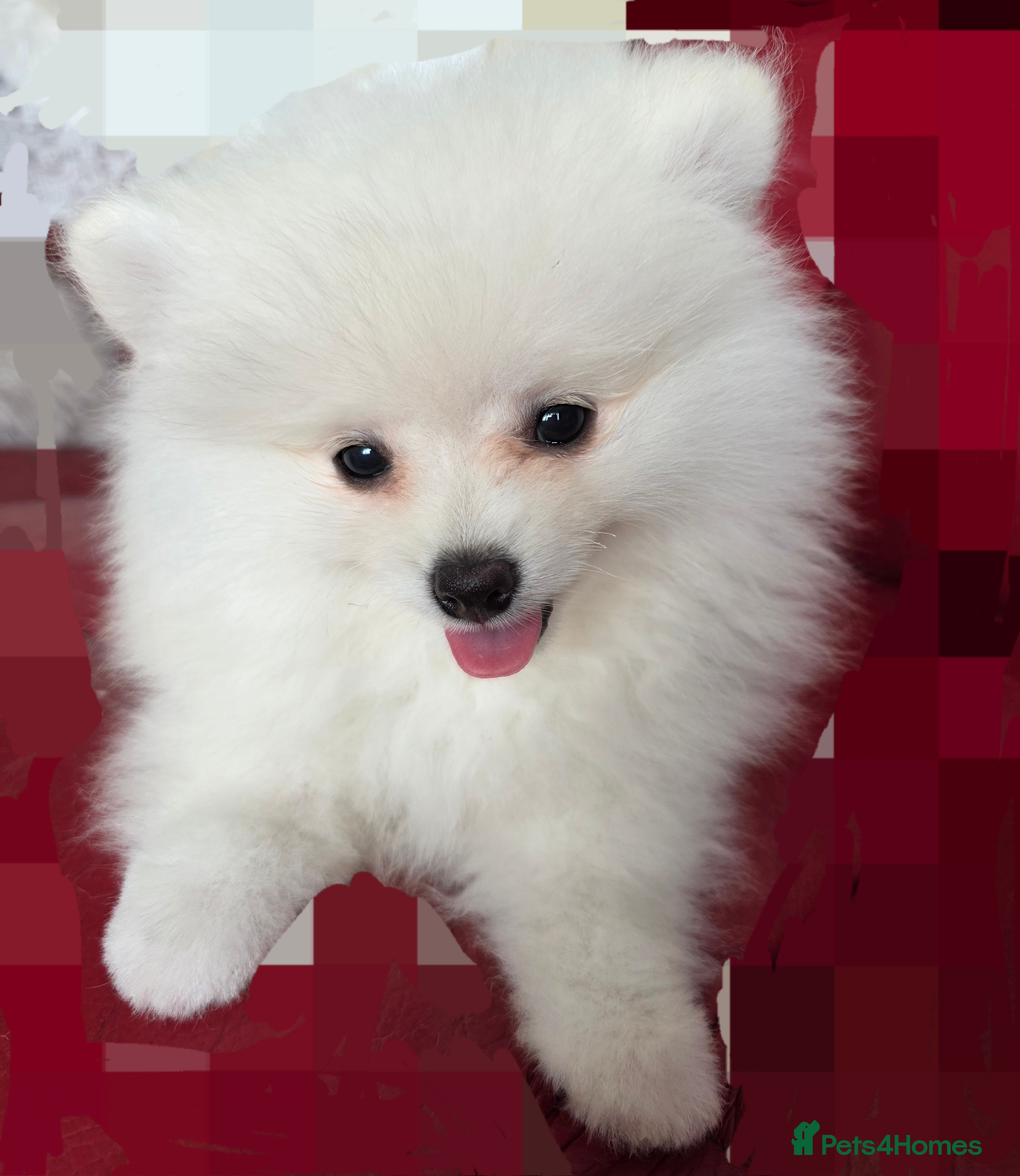 Pomeranian dogs for sale: Pedigree Teddy Face Pomeranian Male Pups - Advert 7