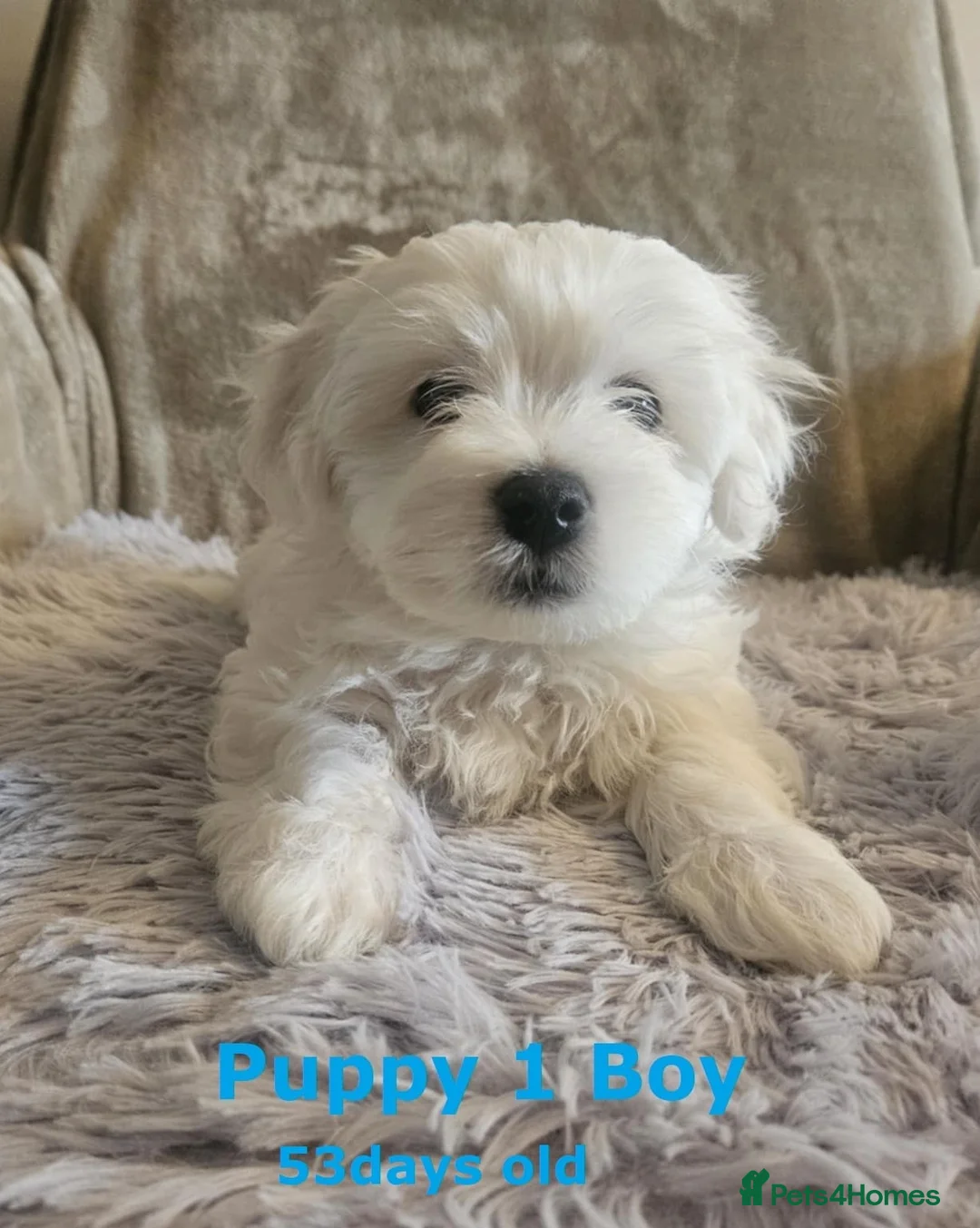 Maltese dogs for sale: Adorable Maltese puppies looking for forever home! - Advert 17