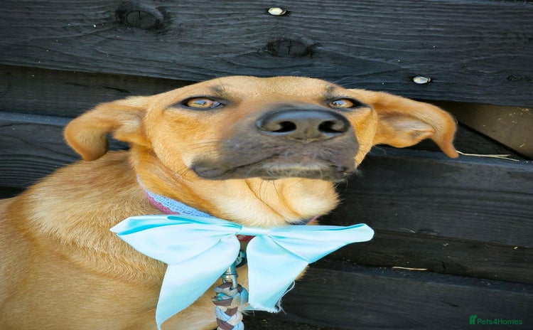 Mixed Breed dogs - Advert 1