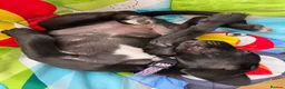 Mixed Breed dogs for sale: Luna Little Legs 6 months  - Advert 11