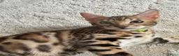 Bengal cats for sale: Pure Pedigree Bengal Kittens - Advert 7