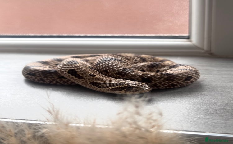 Snake reptiles - Advert 4