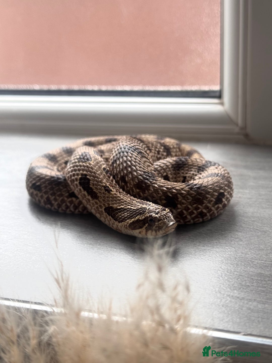 Snake reptiles for sale: Western Hognose Snake – Conda Het Albino (Male) - Image 1