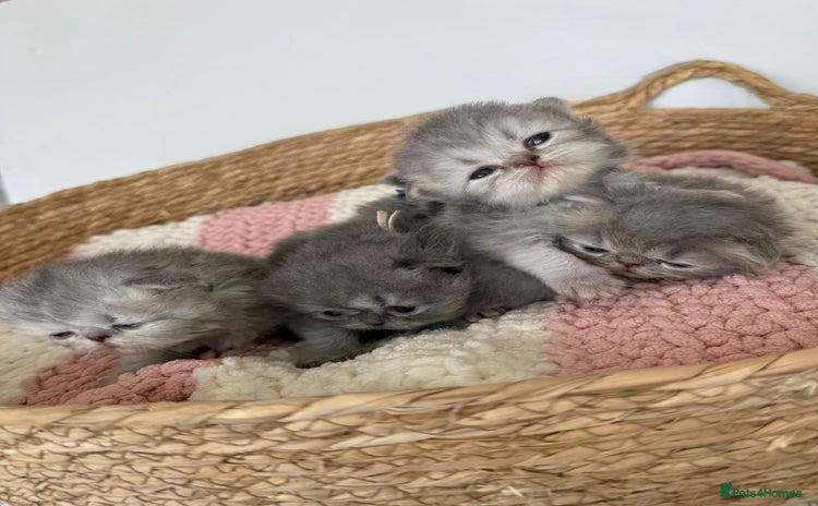 Persian cats - Advert 1