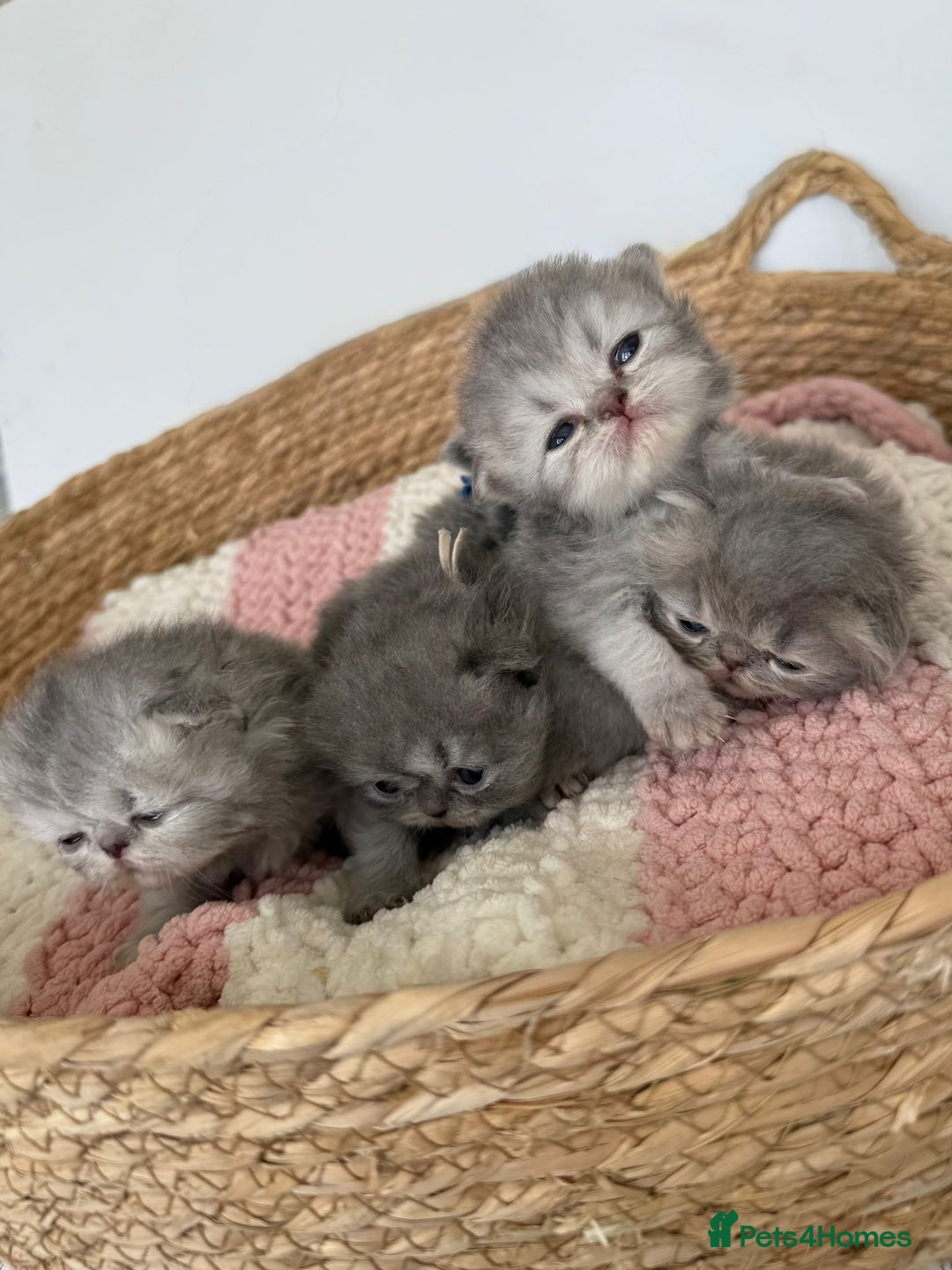 Persian cats for sale: Persians  - Image 1