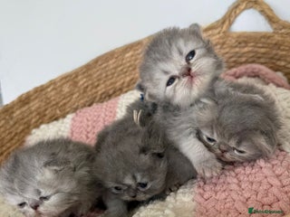 Persian cats - Advert 28