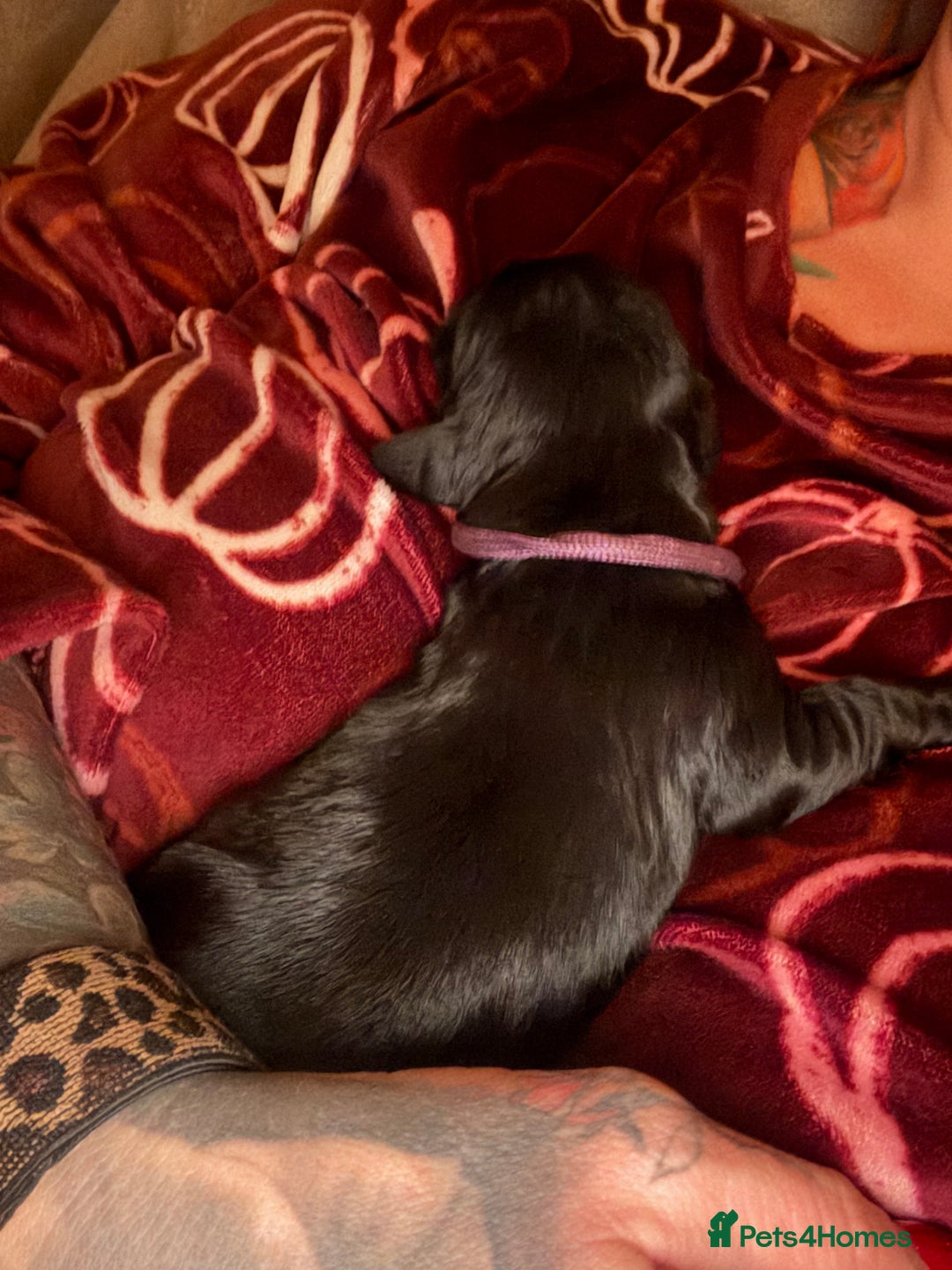 Mixed Breed dogs for sale: Beautiful Cavapoo puppies  - Advert 28