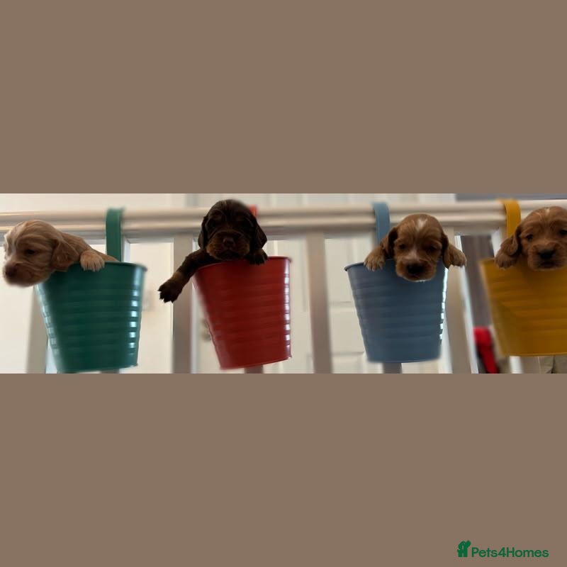 Cocker Spaniel dogs 💙7 BEAUTIFUL BOY PUPPIES. 3 WEEKS OLD💙 - Advert 3