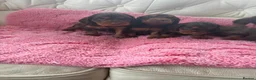 Cocker Spaniel dogs for sale: Beautiful working cockers  - Advert 8