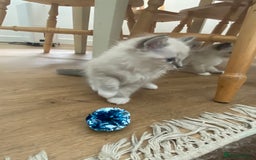 Ragdoll cats for sale: Stunning ragdoll kittens - Image 11