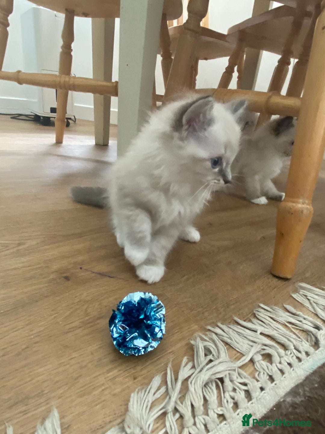 Ragdoll cats for sale: Stunning ragdoll kittens - Image 11