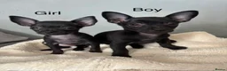 Russian Toy Terrier dogs for sale: Only male russian toy terrier puppy for sale - Advert 4