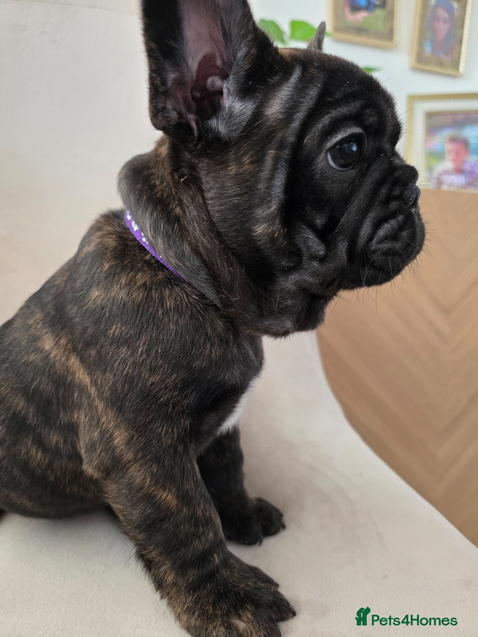 French Bulldog dogs for sale: 🐶 Puppies Ready for Their Forever Homes  - Advert 2