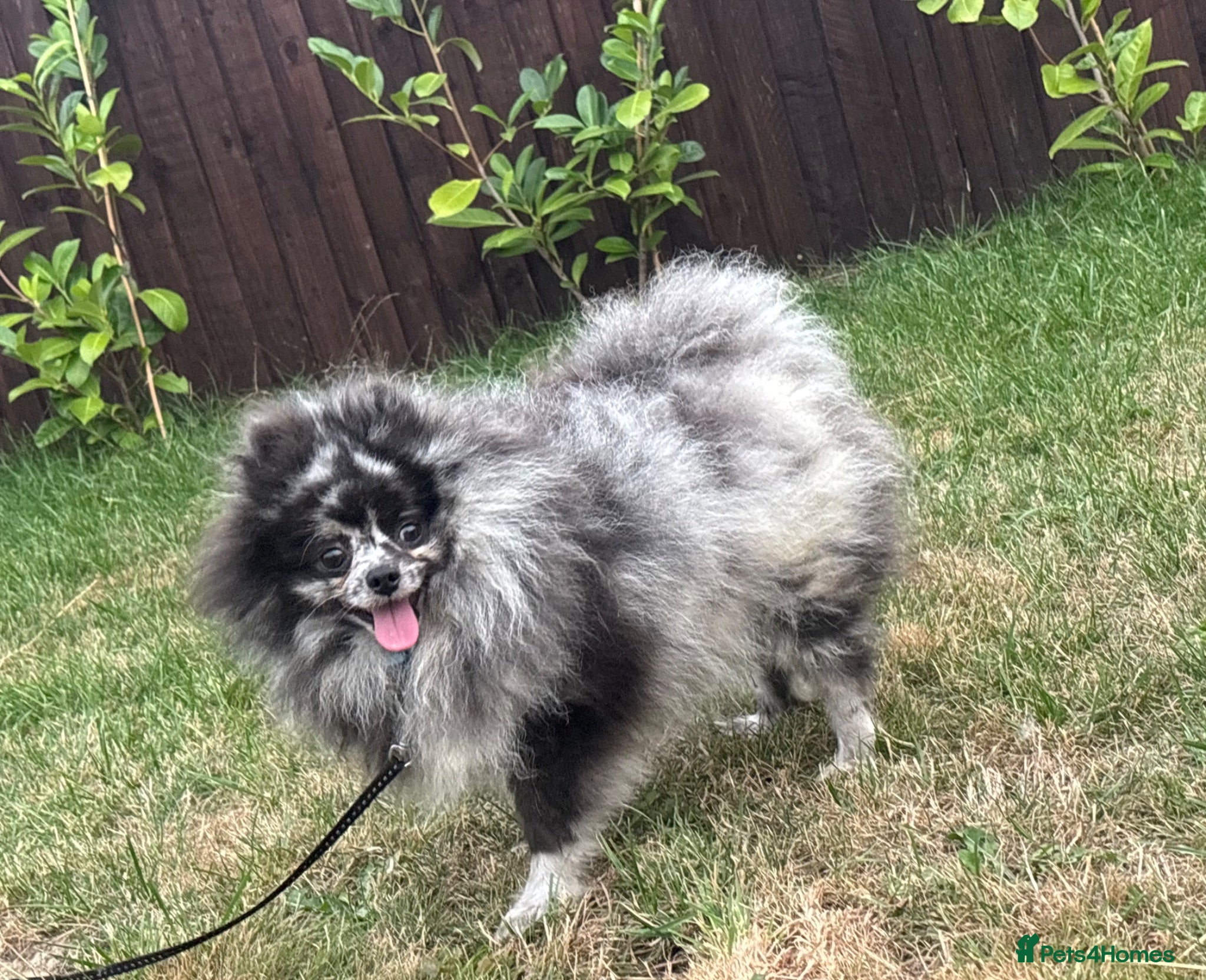 Pomeranian dogs Pomeranian merle - Advert 3