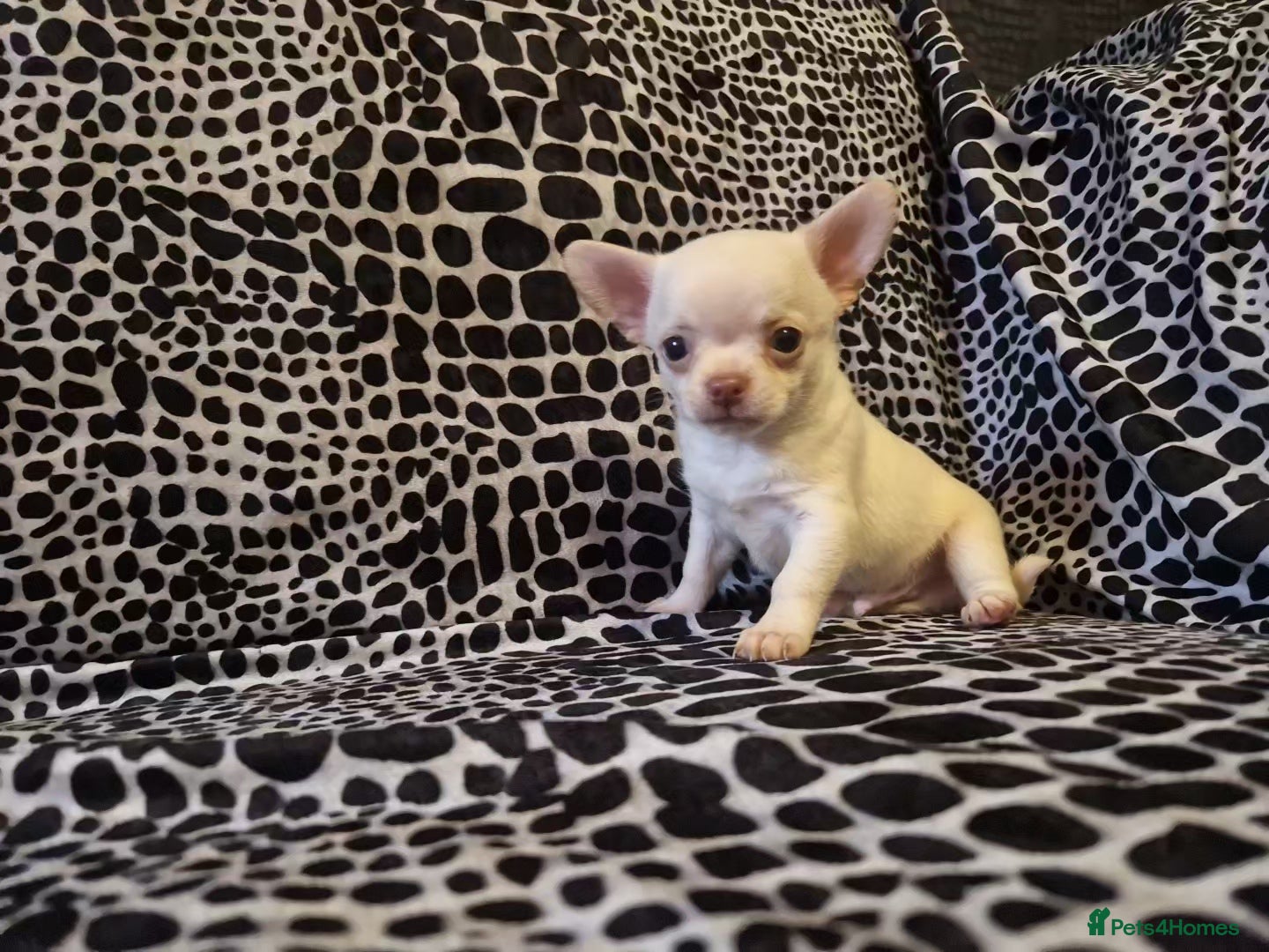 Chihuahua dogs 4 male chihuahuas - Advert 4