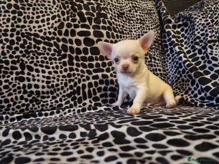 Chihuahua dogs 4 male chihuahuas - Advert 4