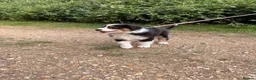 Australian Shepherd dogs for sale: The last beautiful female Australian Shepherd in Poole - Advert 25
