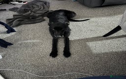 Lurcher dogs for sale: Four-year-old lurcher for sale - Image 5