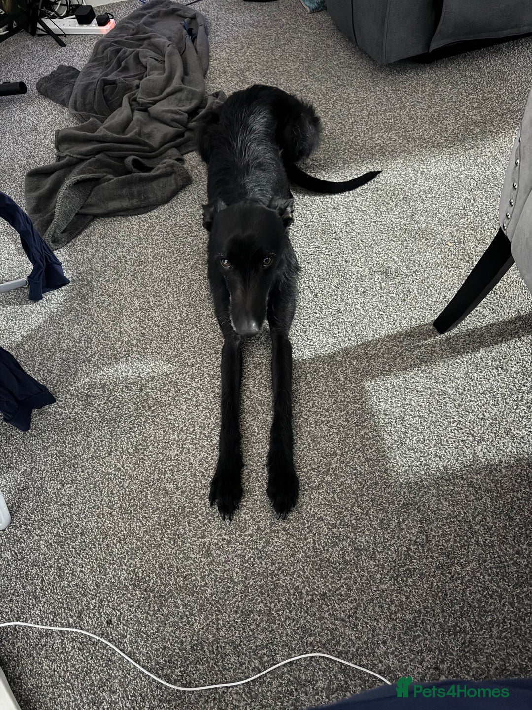 Lurcher dogs for sale: Four-year-old lurcher for sale - Image 5