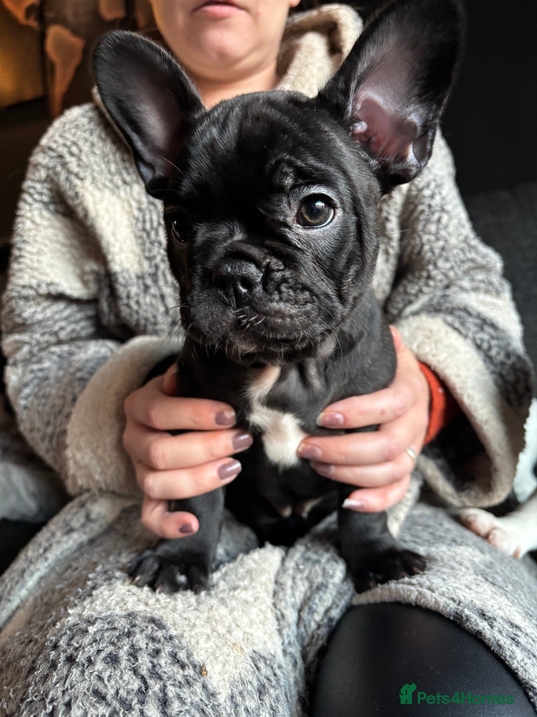 French Bulldog dogs for sale: (Price Reduced, 2 left) French Bulldog Puppies - Advert 25