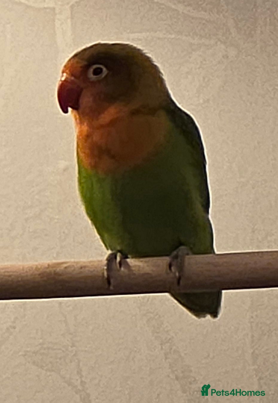 Lovebirds birds Lovebird- 4 months old. - Advert 1