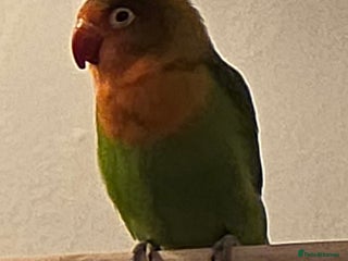 Lovebirds birds Lovebird- 4 months old. - Advert 1