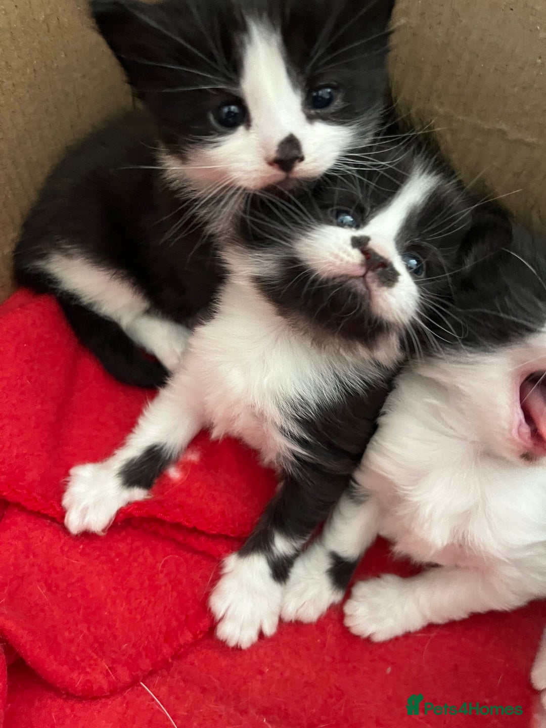 Mixed Breed cats for sale: 4 Beautiful fluffy Black & White kittens  - Image 13