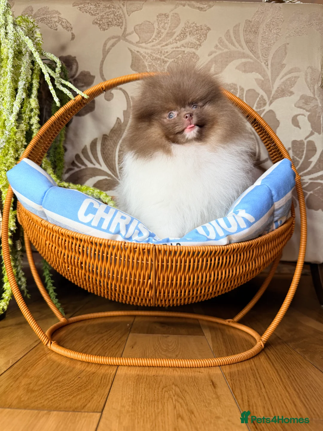 Pomeranian dogs for sale: Exclusive Lilac Party color Pomeranian Boy - Advert 29