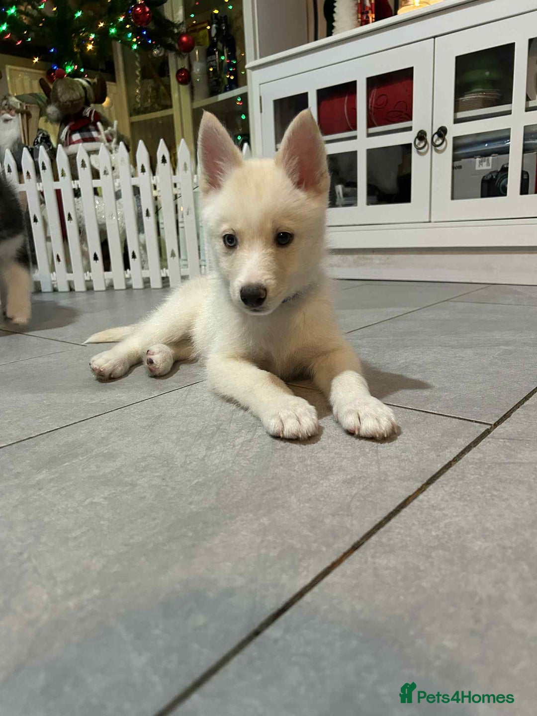 Pomsky dogs for sale: READY SMALL F4 POMSKY - Advert 21