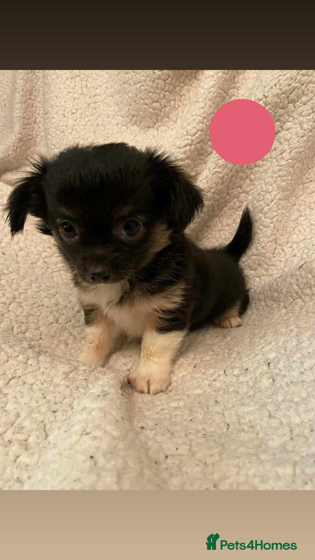 Chihuahua dogs for sale: chihuahua puppies - Advert 2