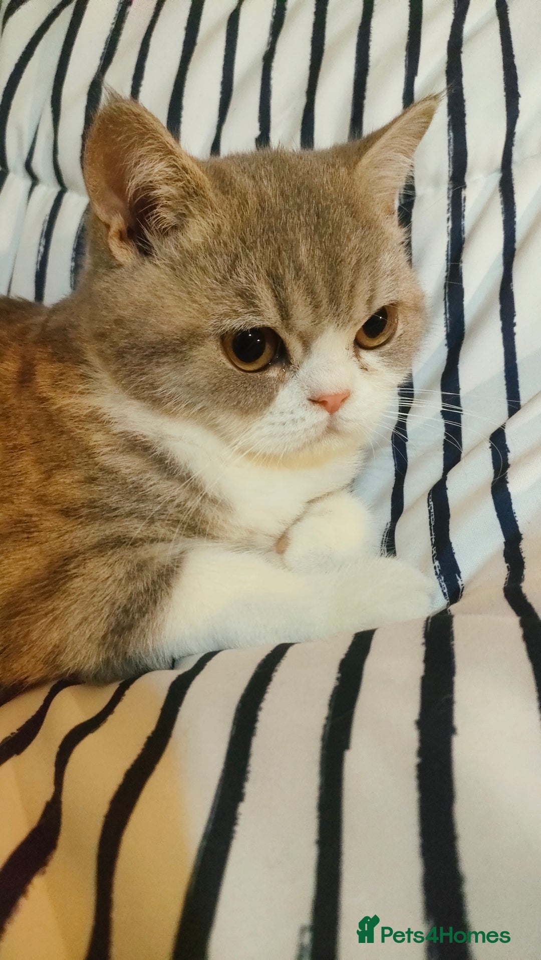 Exotic cats for sale: Two exotic shorthair boys  - Image 11