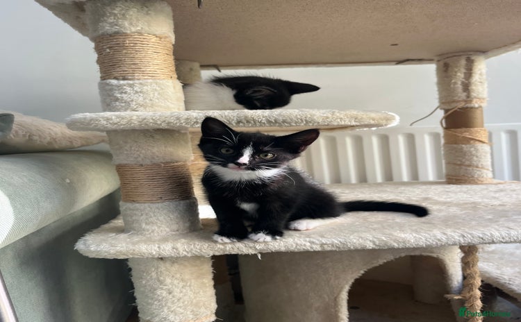 Mixed Breed cats - Advert 4