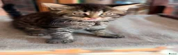 British Shorthair cats for sale: Stunning British Shorthair Kittens Ready Now! - Advert 22