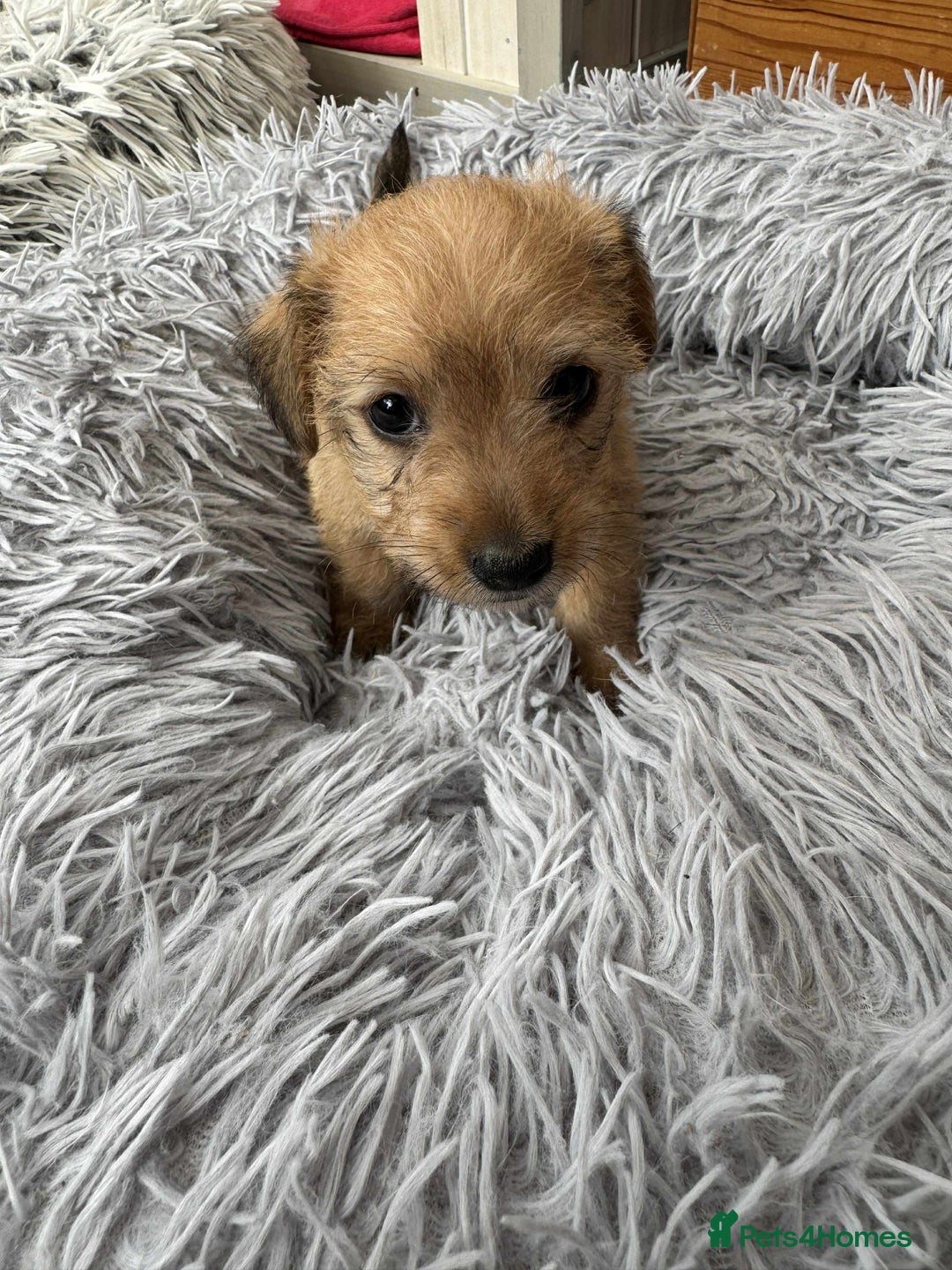 Mixed Breed dogs for sale: Jack Russel x Lucas Terrier Puppies - Image 19