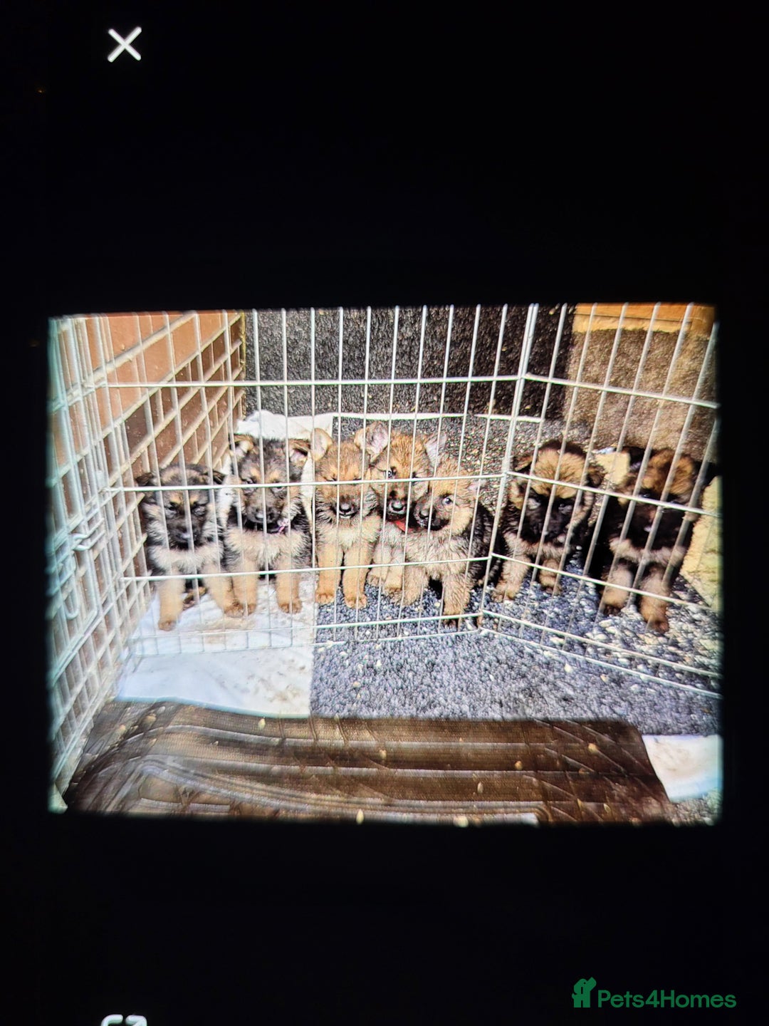 German Shepherd dogs for sale: CUTE golden/black German Shepherd puppies for sale - Advert 11