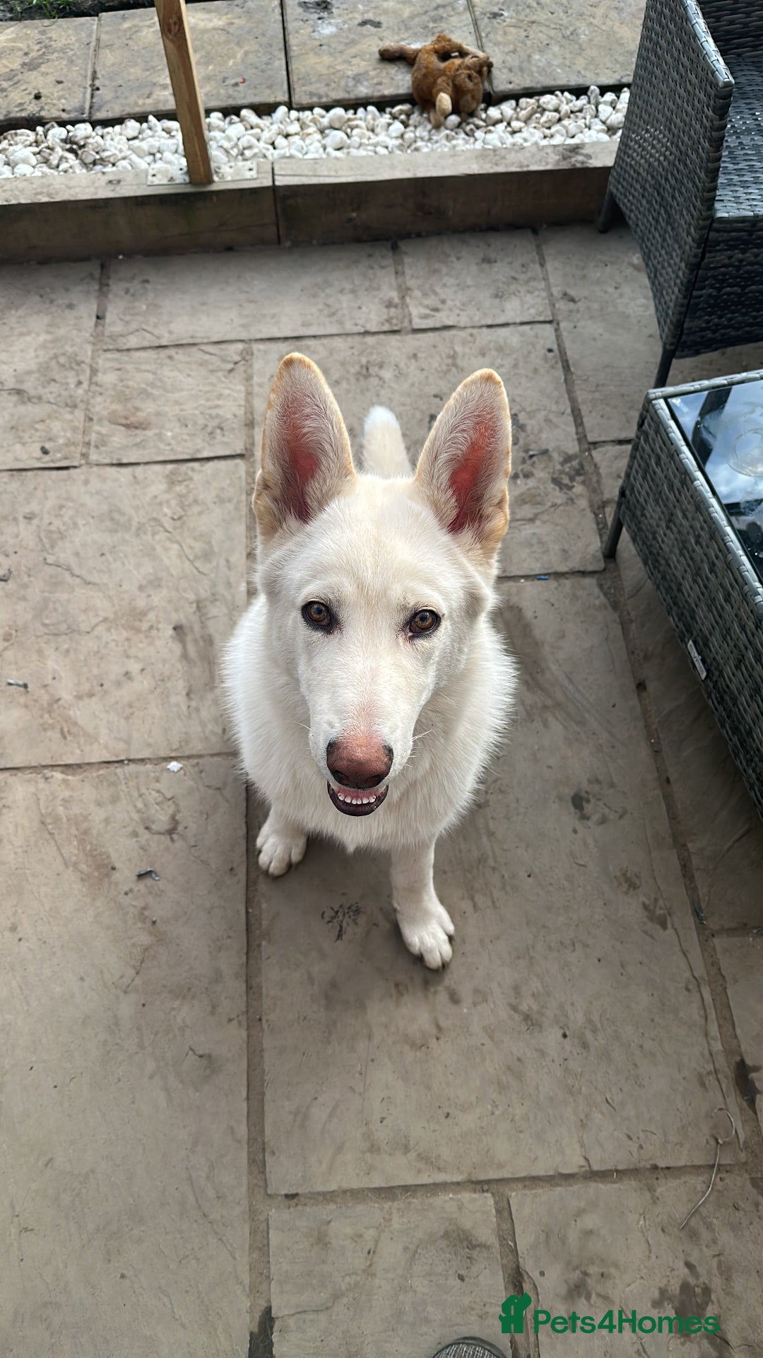 German Shepherd dogs for stud: Nika the shepsky for stud - Image 4