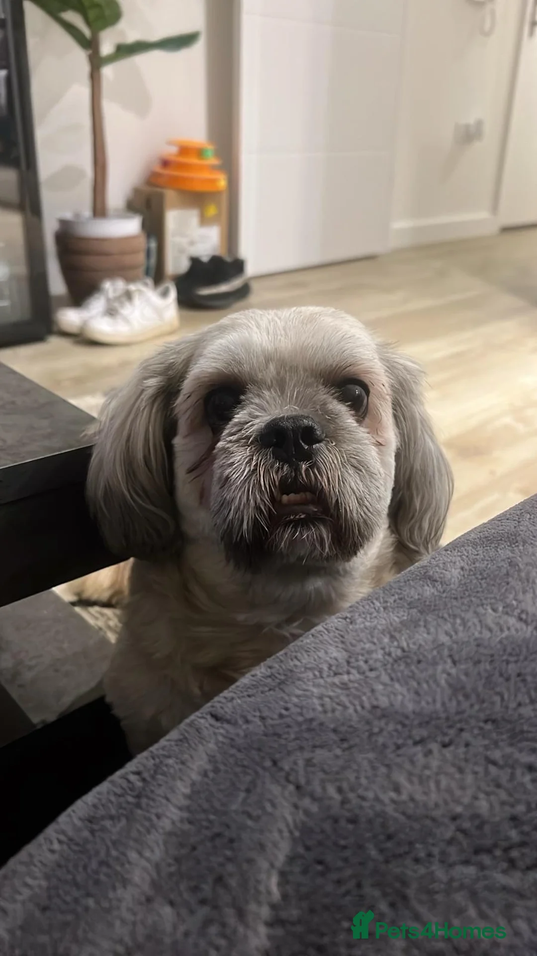 Lhasa Apso dogs for sale: Neutered male Lhasa Apso (5 years old) in Chessington - Advert 6