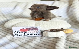 Chihuahua dogs for sale: Beautiful chihuahua baby girl  - Image 5