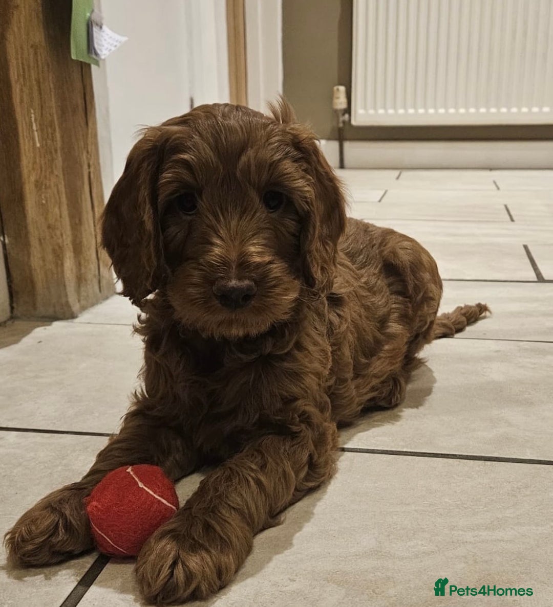 Cockapoo dogs for sale: Last cockapoo boy remaining - Advert 1