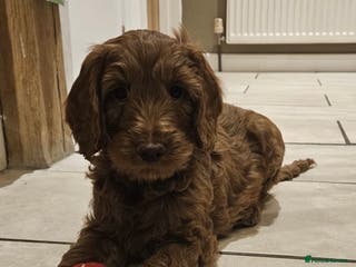 Cockapoo dogs Last cockapoo boy remaining - Advert 6