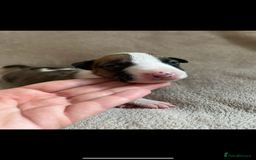 English Bull Terrier dogs for sale: English bull terriers  - Image 17