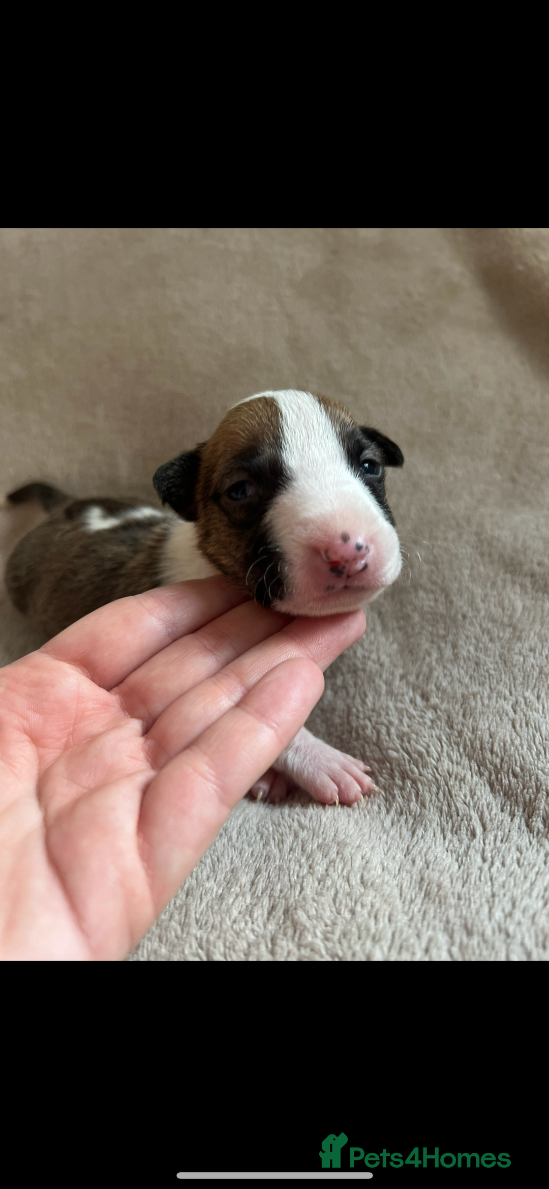 English Bull Terrier dogs for sale: English bull terriers  - Image 17
