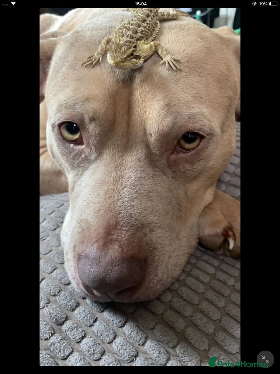 Mixed Breed dogs for sale: American bulldog mix - Advert 5