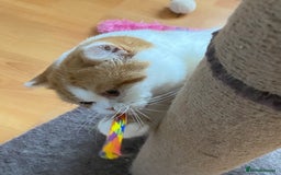 British Shorthair cats for sale: Pedigree British Shorthair  - Image 4