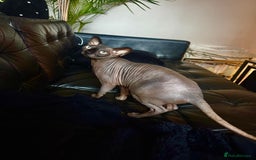 Sphynx cats for sale: 4 years Tica Active girl never breed - Image 6